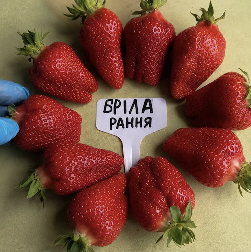 Strawberries growing in field