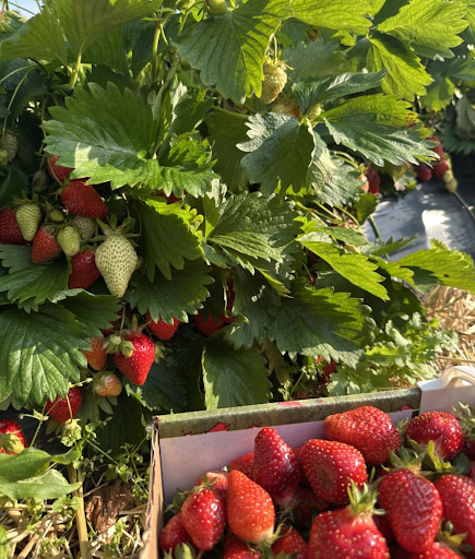 Hand holding large strawberries