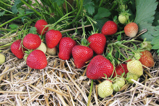 Strawberry farm landscape